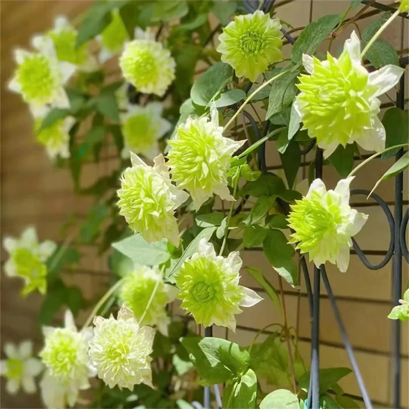 【小绿】1.5加仑铁线莲阳台庭院楼顶爬藤花卉植物开花四季好养