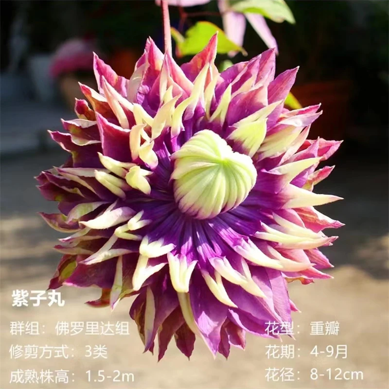 【紫子丸1.5加仑】铁线莲阳台庭院爬藤花卉植物好养四季开花