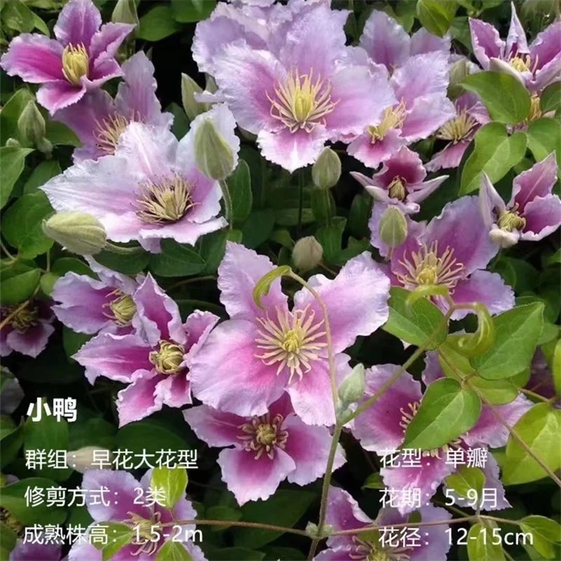【小鸭】1.5加仑铁线莲阳台庭院楼顶爬藤花卉植物四季开花好养