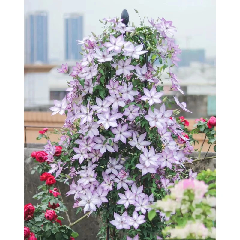 【乌托邦1.5加仑】铁线莲阳台庭院地载盆栽爬藤花卉植物四季开花