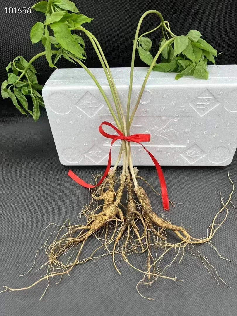 DUJI/渡己长白山人参 小宇参茸。 4年