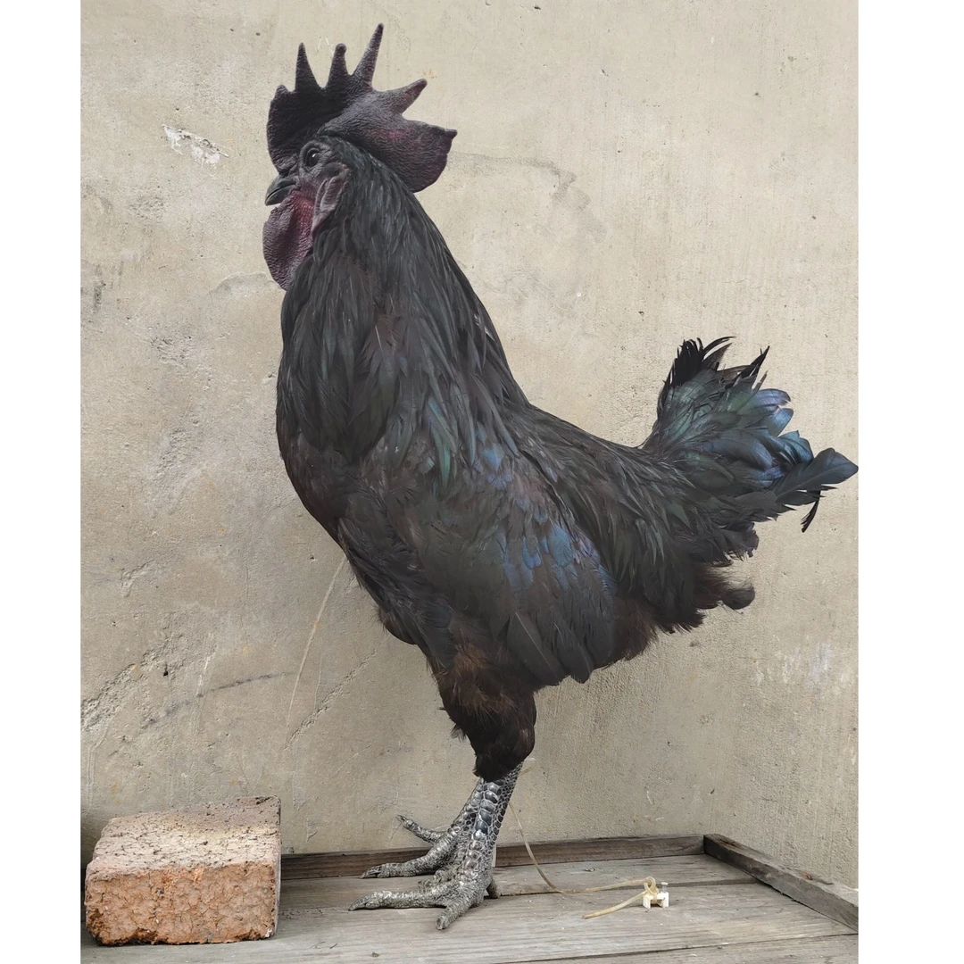 1年跑山乌鸡   肉质紧实，皮质软糯  五谷杂粮喂养