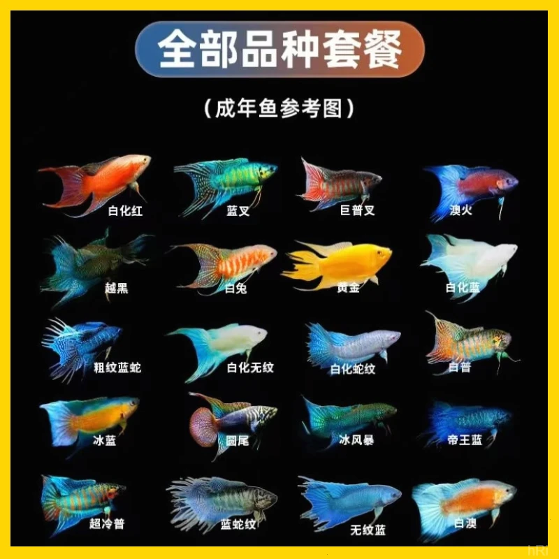 金鱼中华小型包邮红色观赏鱼冷水淡水观赏鱼活鱼中国红色活体混养