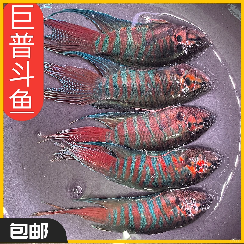 观赏鱼活体斗鱼成年鱼养鱼混养包邮活鱼冷水鱼养活饲养淡水中国鱼