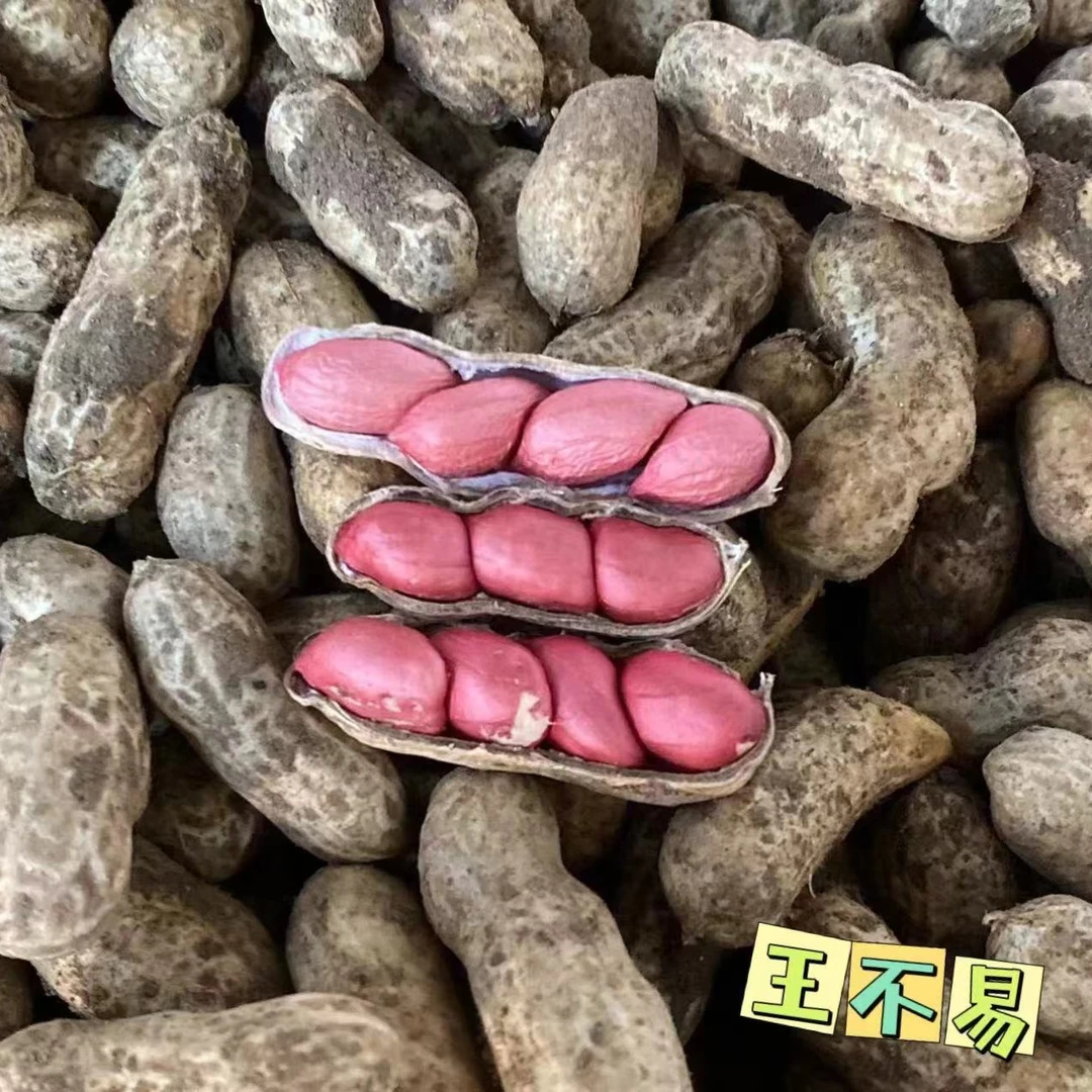 2024新鲜湿花生现挖带泥鲜花生红带壳小花生米粉皮水煮生花生