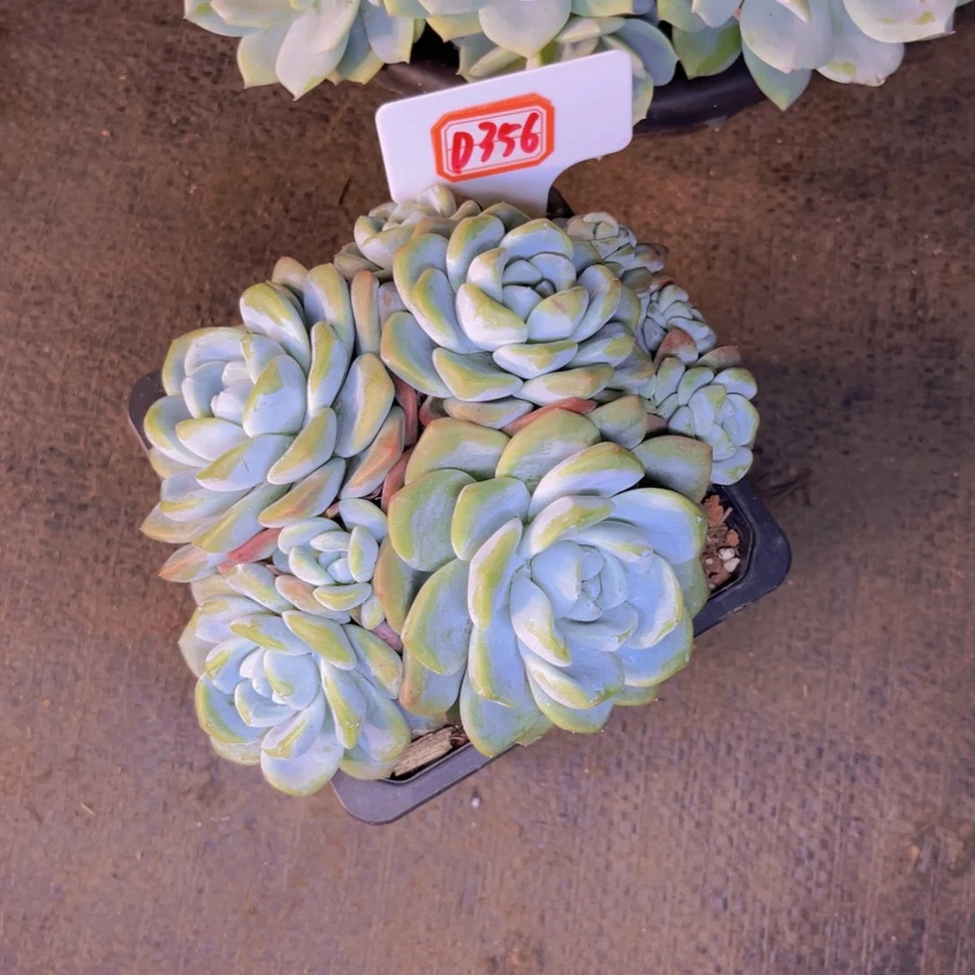 m****～356号冰玉多肉植物
