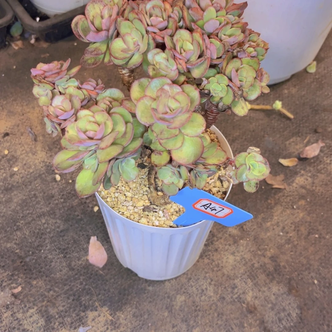 风***央47号秀妍多肉植物