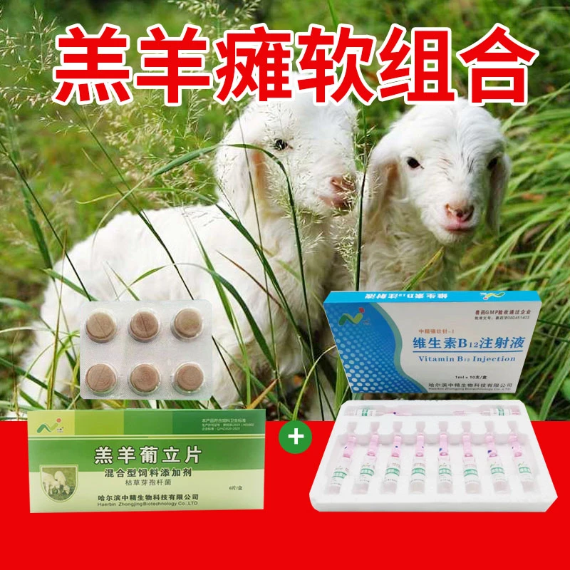 中精羔羊瘫软黄金搭档站不起来【强壮-1(一盒)+羔羊葡立片(一盒)】