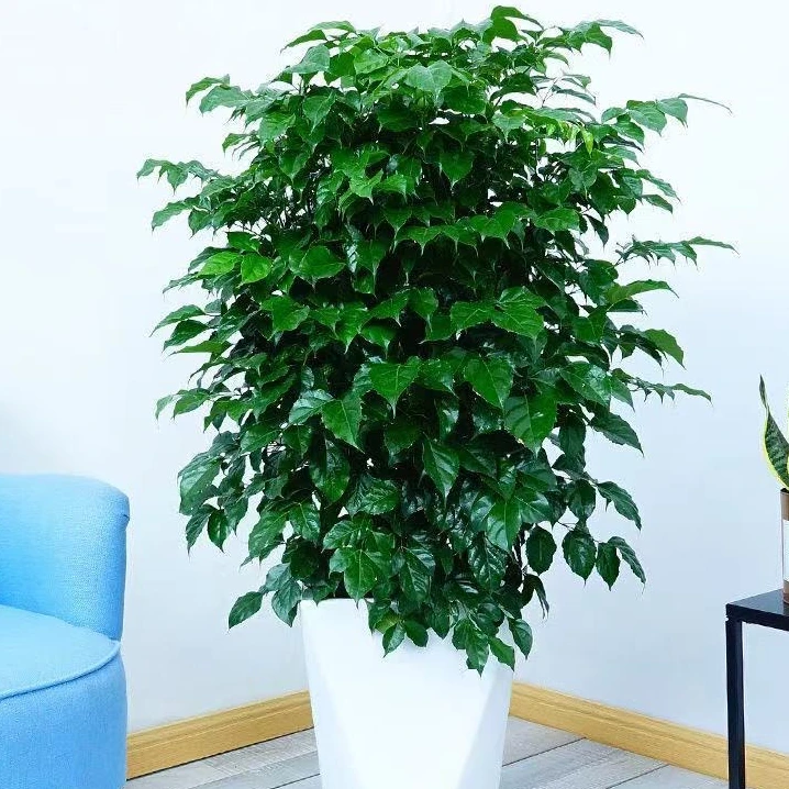 幸福树盆栽室内花卉大绿植四季常绿好养净化空气吸甲醛植物绿宝