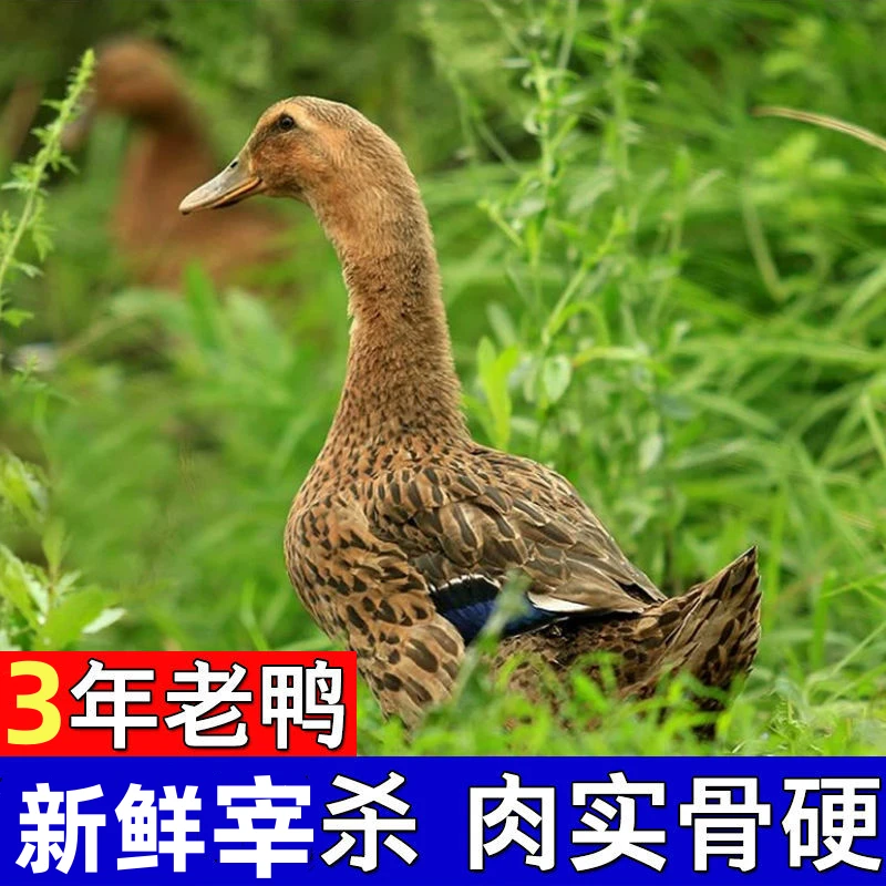 【3年老鸭】农村放养一只3年老鸭子