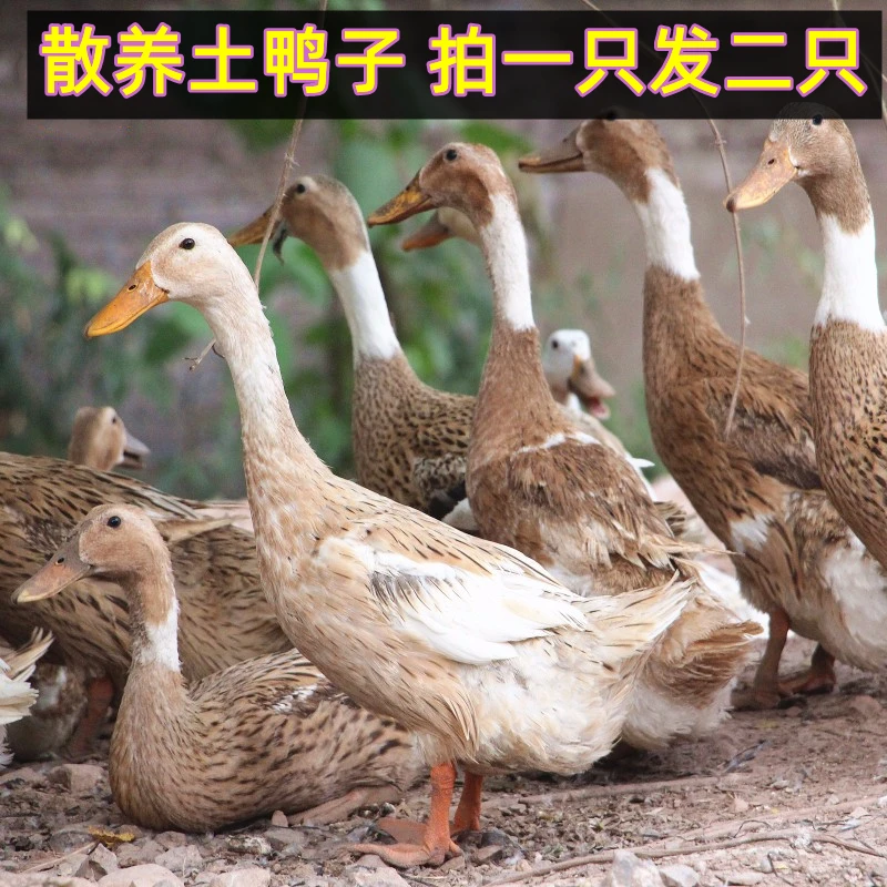 拍1只送1只2只净重4斤现杀鸭子放养麻鸭嫩鸭水鸭土鸭不带内脏Z