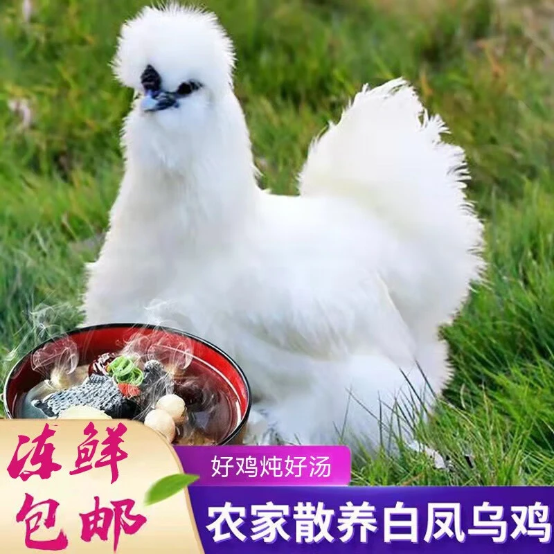 农家放养白凤土乌鸡溜达鸡土鸡新鲜现宰现发新鲜食用一只4斤