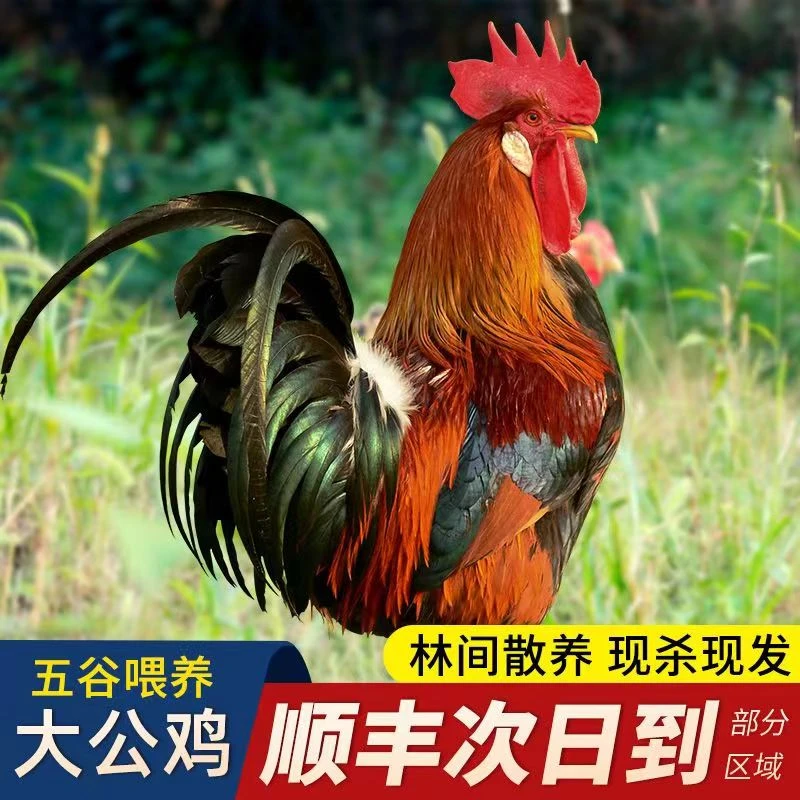 【2只大公鸡】农家放养当年土鸡新鲜鸡肉跑山鸡3500g