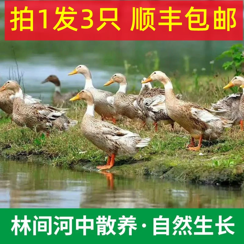 拍1只送2只3只净重6斤现杀鸭子放养麻鸭嫩鸭水鸭土鸭不带内脏Z