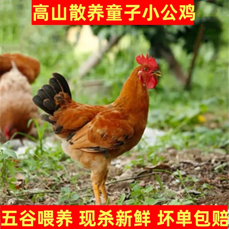 买2只送2只高山放养童子鸡土鸡现杀顺丰包邮毛重10斤半净重6斤