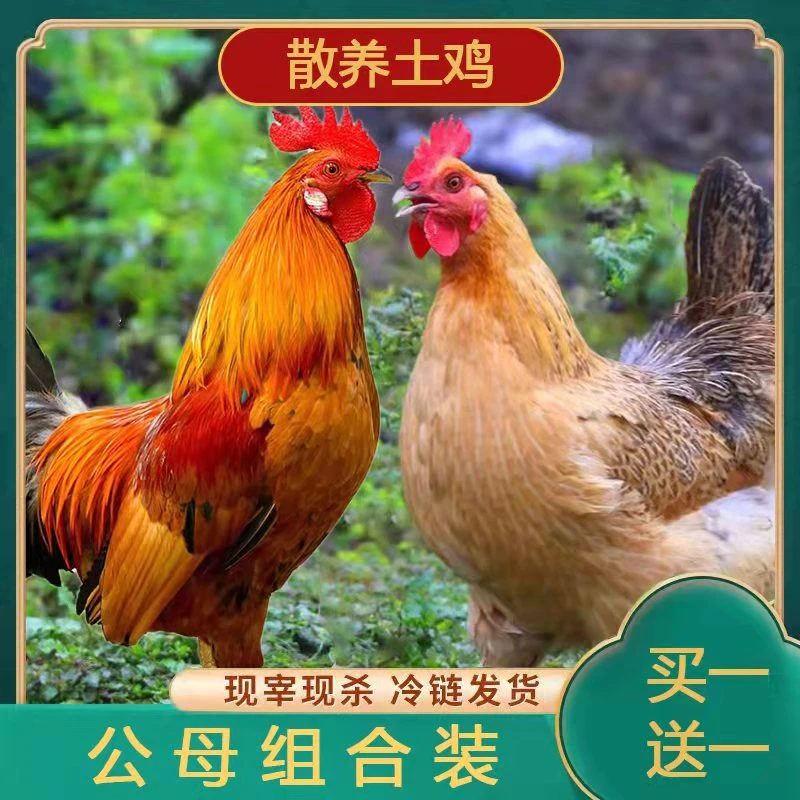 【一只母鸡+一只公鸡】放养土鸡跑山鸡现杀新鲜不带内脏6斤