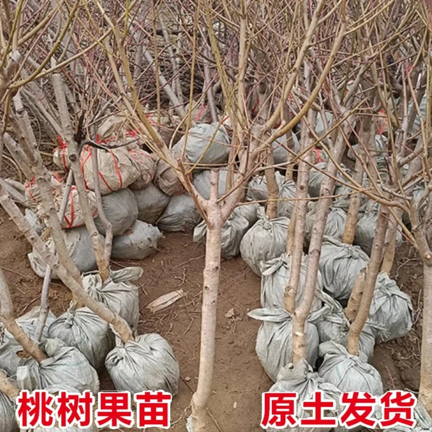 别墅庭院田园大型果树苗（带土球发货）