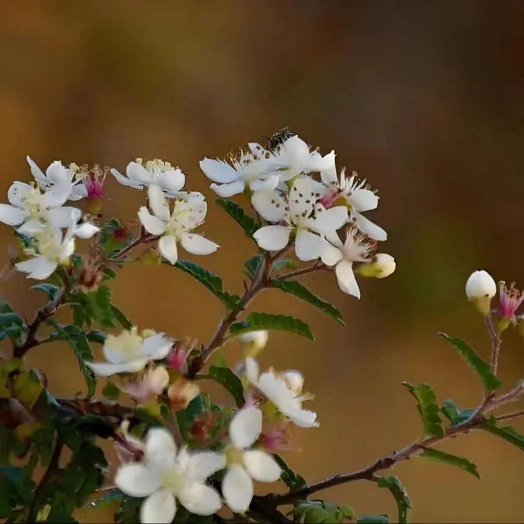 云南天然小石积盆景结果观赏植物福建
