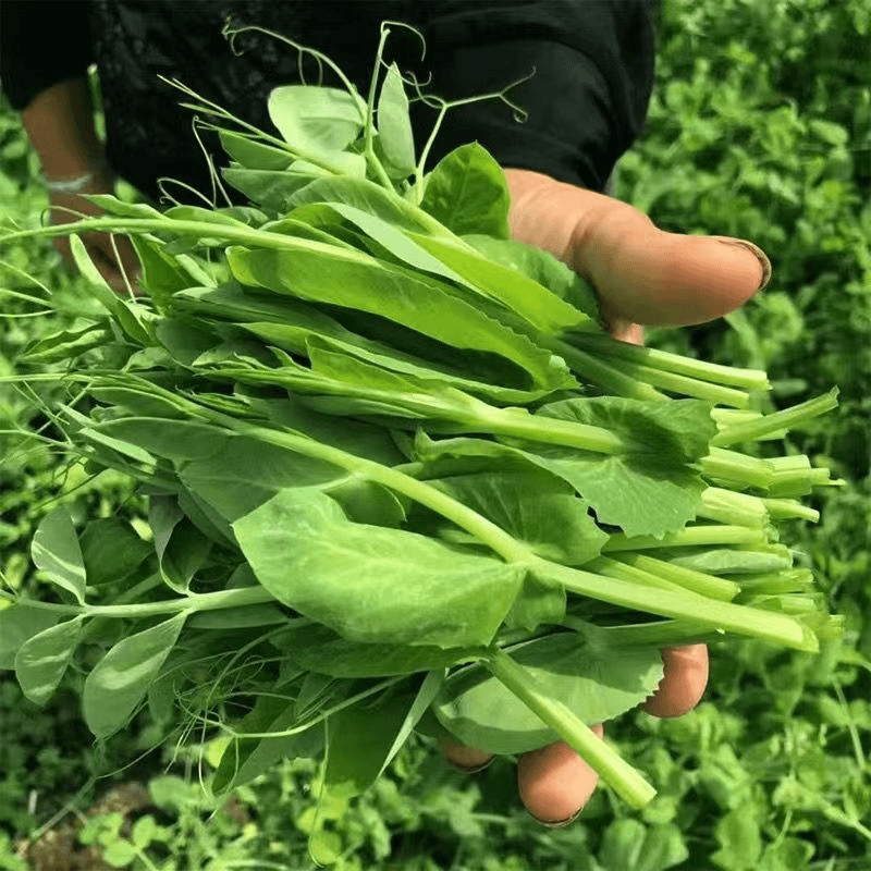 无须豌豆苗种子水培荷兰豆芽特大豌豆尖苗菜春秋冬四季播蔬菜种子