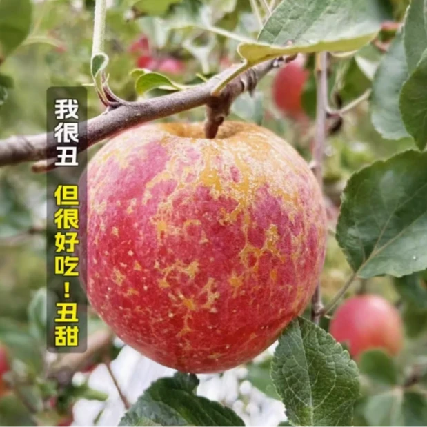 新鲜好吃多汁的苹果大苹果xmn