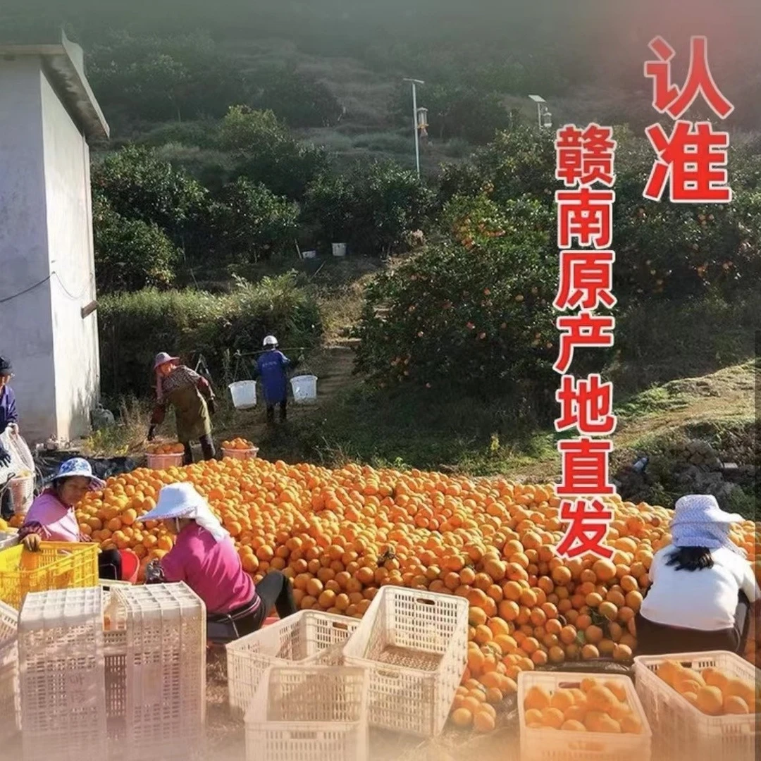 正宗信丰赣南脐橙现采现发10斤20斤次果特惠