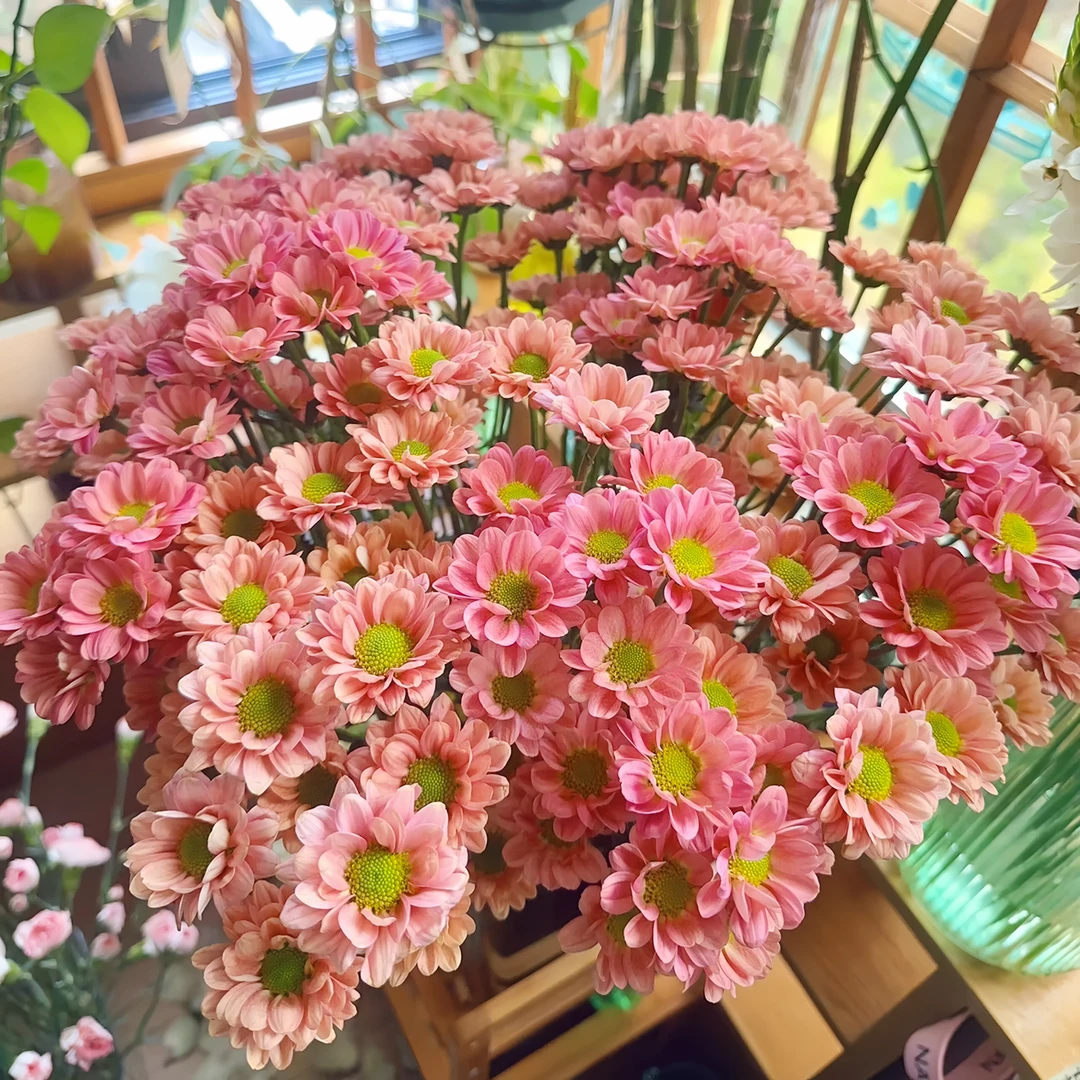 渐变玲珑茉莉荷兰菊盆栽带花带花苞基地直发多年生爆花香原生好养