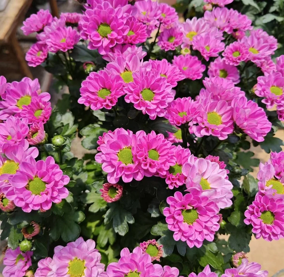 水蜜桃荷兰菊   耐寒耐热多年生植物  新手易养护