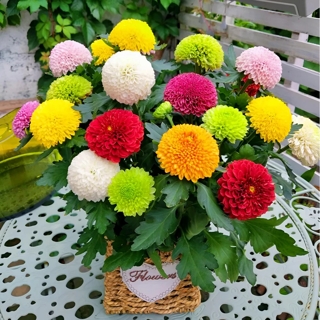 多彩乒乓球菊盆栽带花苞基地直销多年生植物正宗原生苗好养活  仁