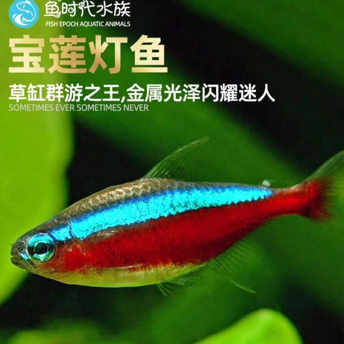 宝莲灯热带观赏鱼群游鱼1-2cm／条