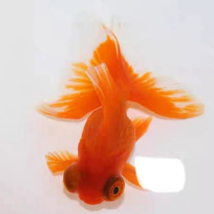 鼓眼红龙睛观赏鱼活体金鱼／条颜色随机