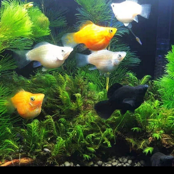 皮球鱼颜色随机／条2-3cm热带观赏鱼