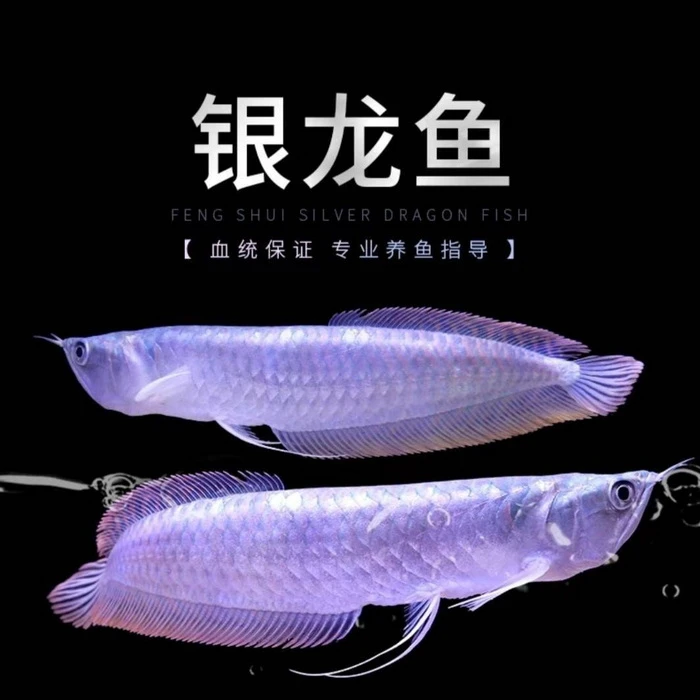 银龙鱼风水鱼观赏鱼热带淡水鱼招财鱼大中型练手鱼银龙鱼1条