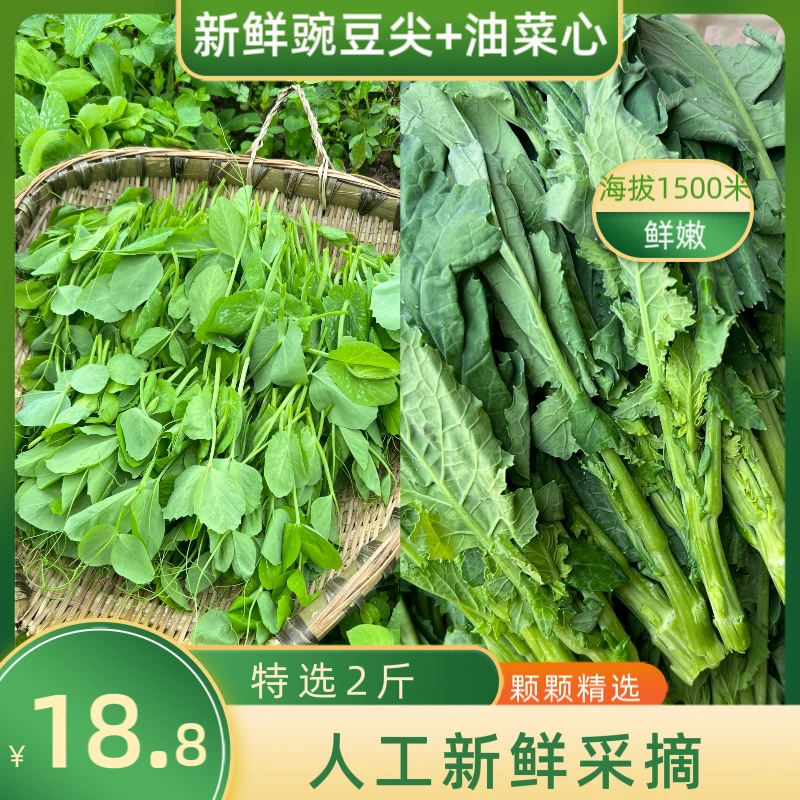 【蔬菜组合-坏烂包赔】四川新鲜豌豆尖+油菜心农家蔬菜2/3/4斤