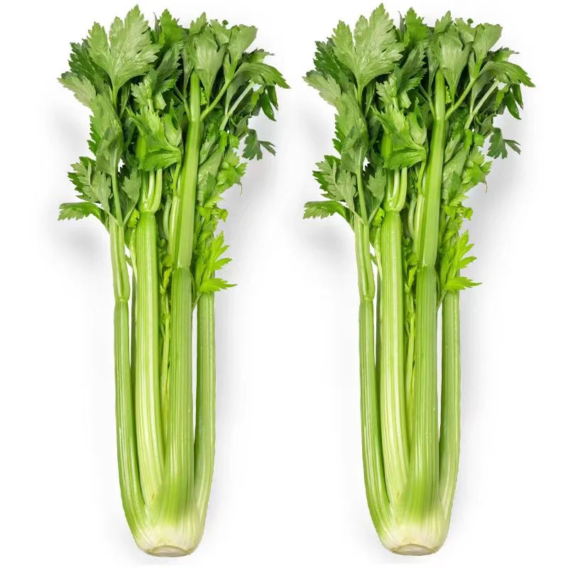 【当天采摘】西芹农家土肥料种植鲜嫩蔬菜清脆爽口