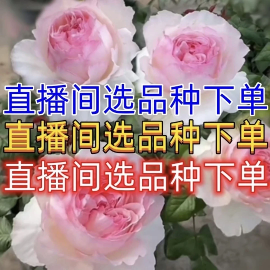 月季花苗直播间一物一拍