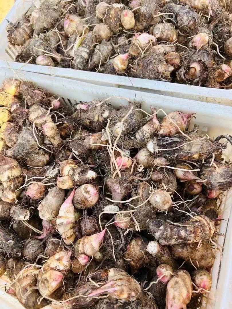 南通特产香沙芋艿籽露天自然生产！5斤装