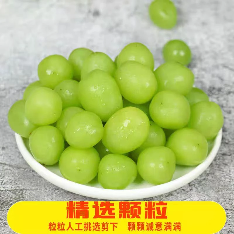 阳光玫瑰葡萄当季水果香味十足新鲜青提无籽提子颗颗爆汁现发一斤