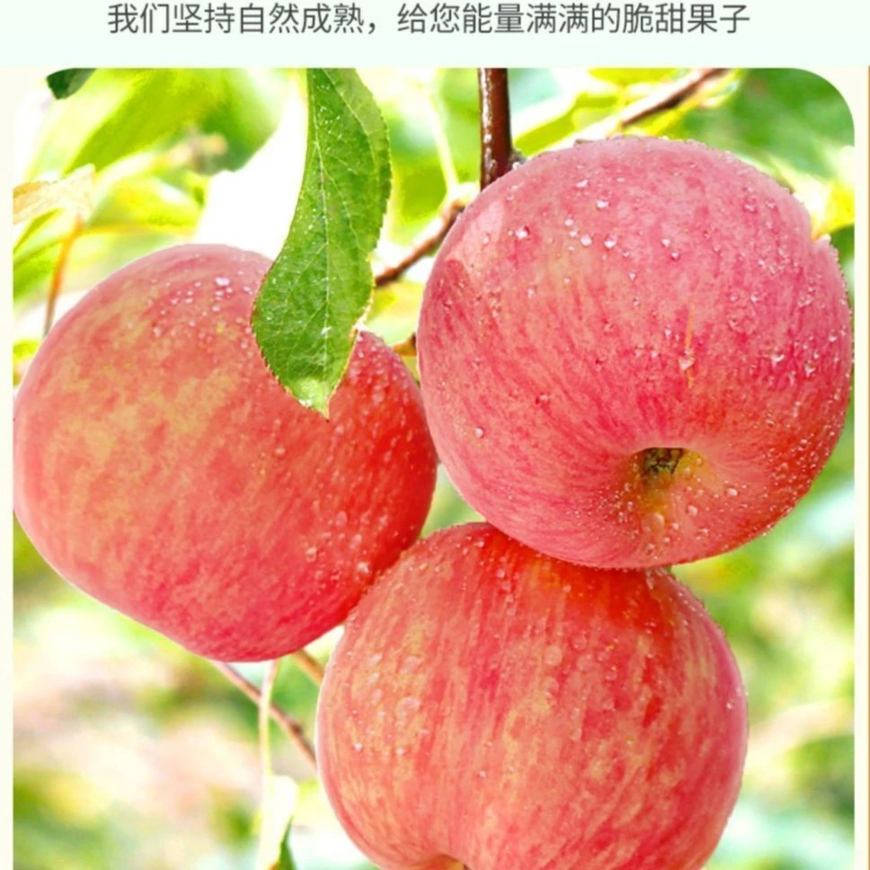 【树上熟】脆甜现摘特级陕西红富士苹果新鲜应季水果原产地直发二斤
