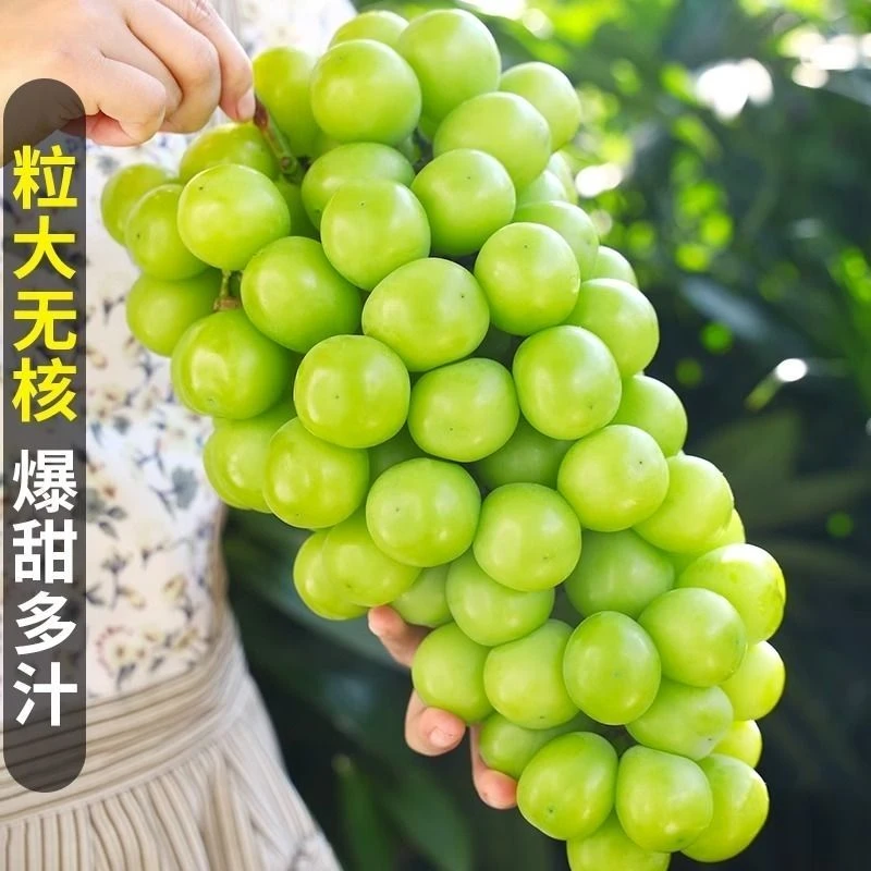 【树上熟】正宗山东阳光玫瑰葡萄当季无籽青提新鲜水果青提包邮一斤