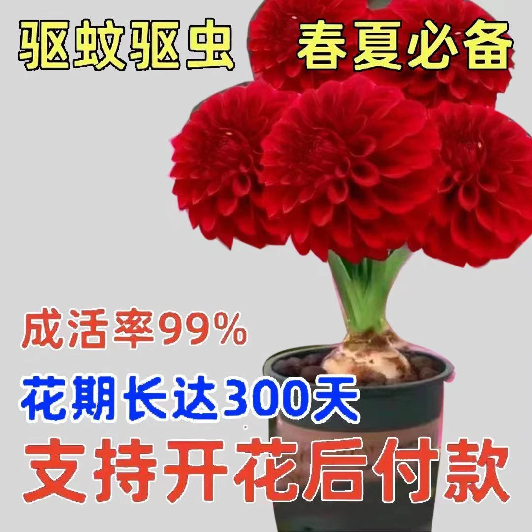 驱蚊紫月兰大花重瓣耐寒四季阳台盆栽地载绿植花卉室内外客厅花束