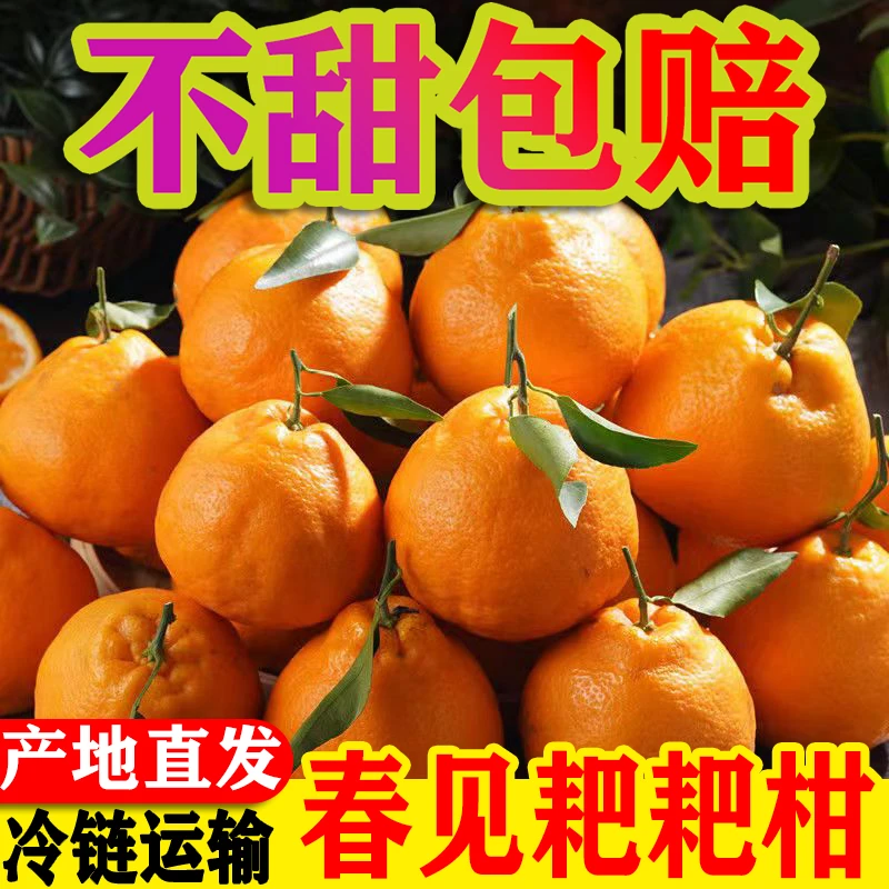 【新店福利】春见耙耙柑甜橘子新鲜水果丑柑桔包邮多汁皮薄香甜优质