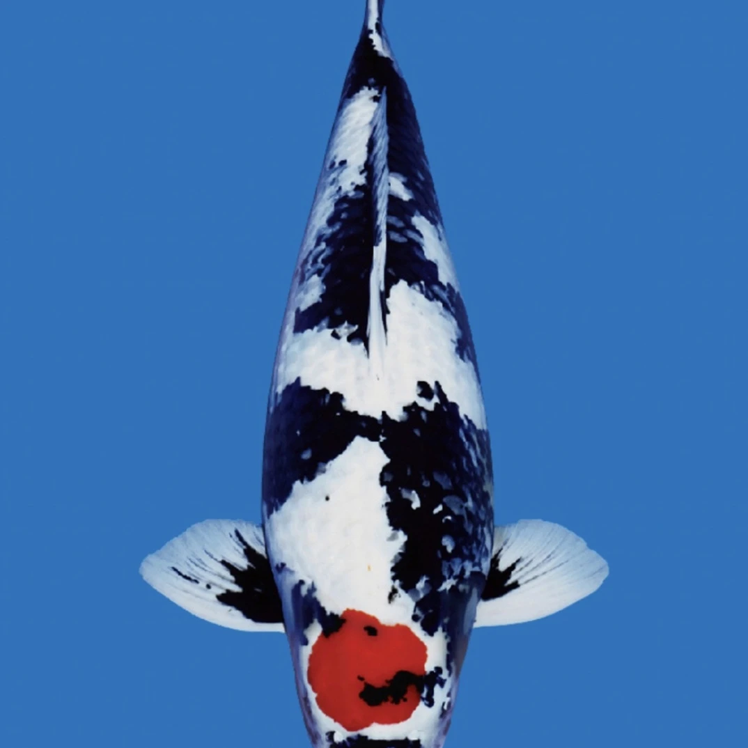 精品留养级锦鲤鱼（直播售卖链接）