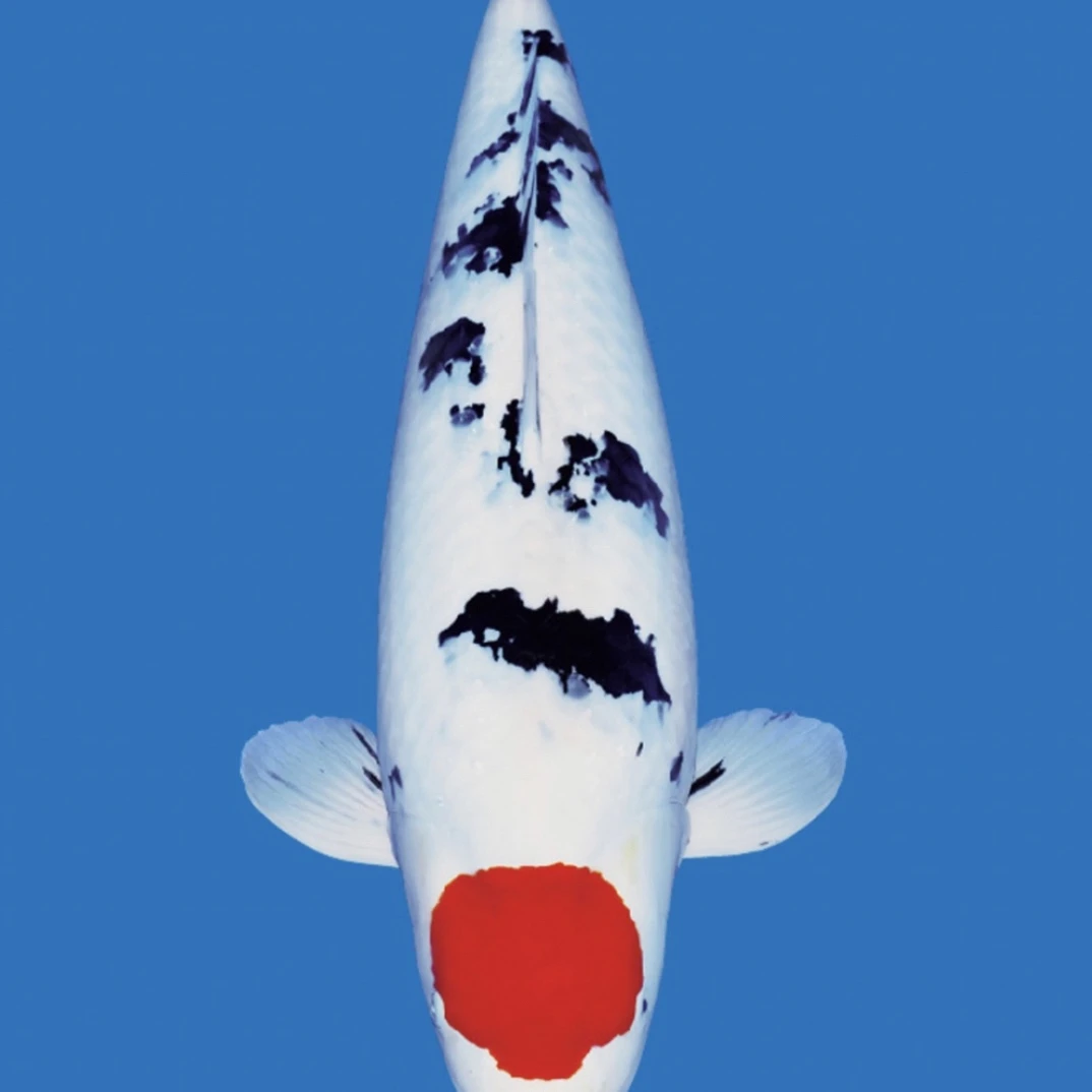 精品红白、大正、昭和锦鲤鱼（直播售卖链接）