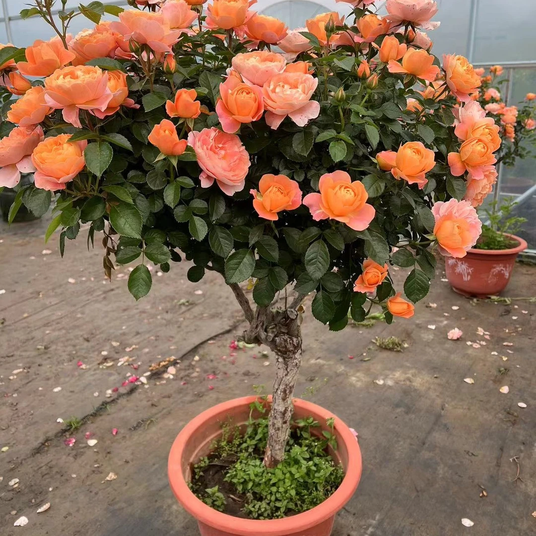 树桩月季老桩棒棒糖勤花好养