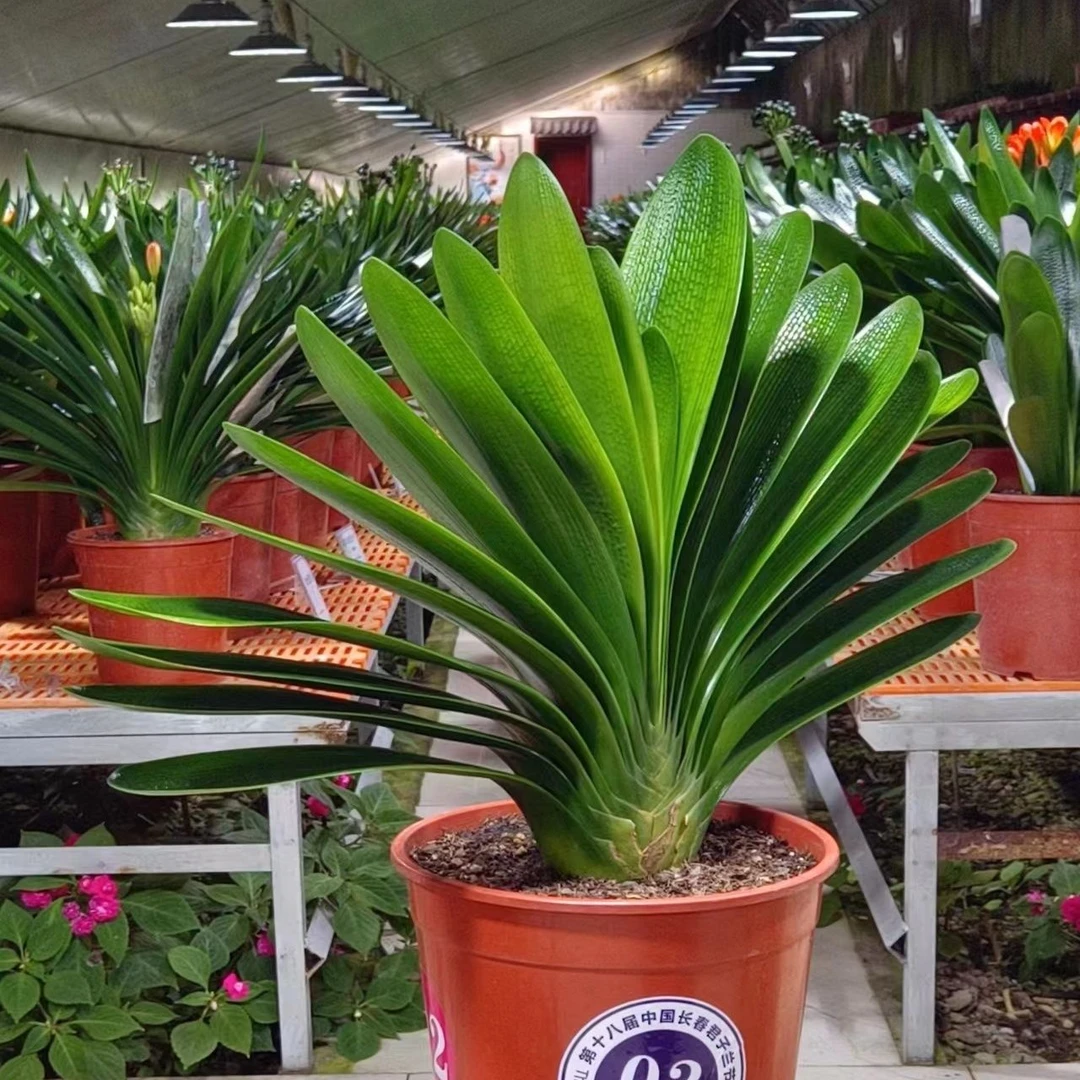 长春高端精品花魁 金奖君子兰子代 国旗红精品君子兰高端君子兰