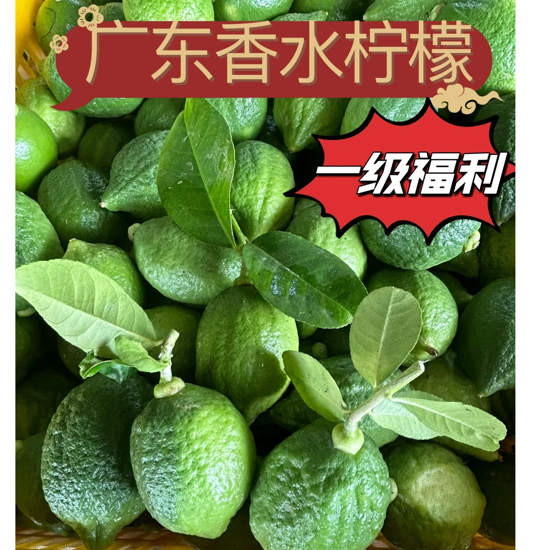 5斤装一级果福利青绿新鲜采摘广东香水柠檬爆香无籽茶饮店专用