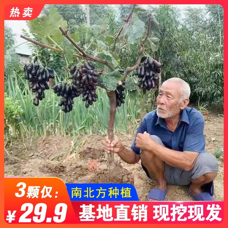 葡萄树苗抗寒耐热盆栽地栽苗