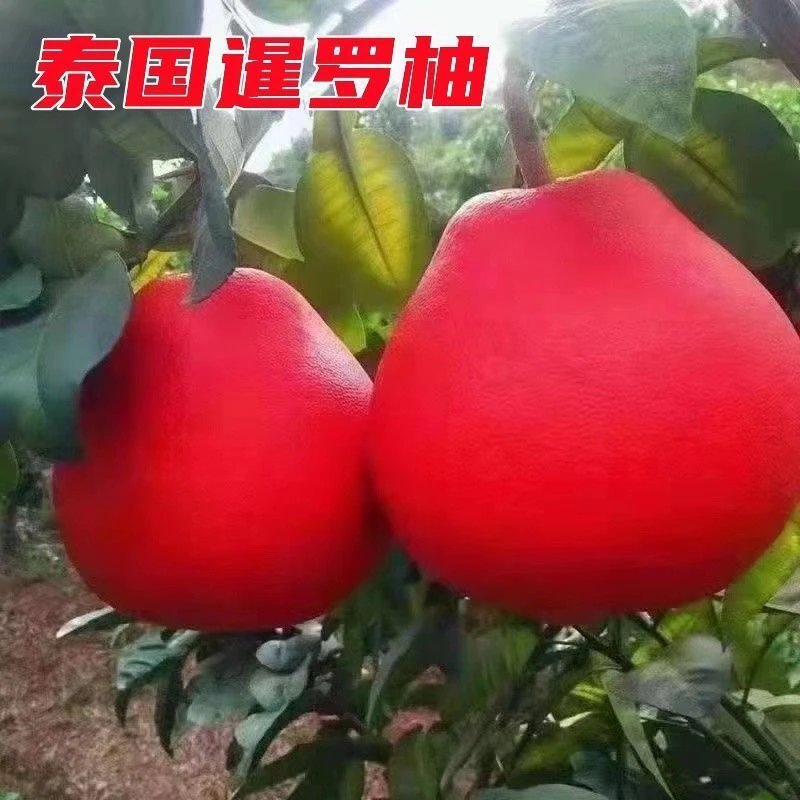 柚子树苗泰国暹罗红柚红皮红肉南方北方种植抗寒耐热盆栽地栽