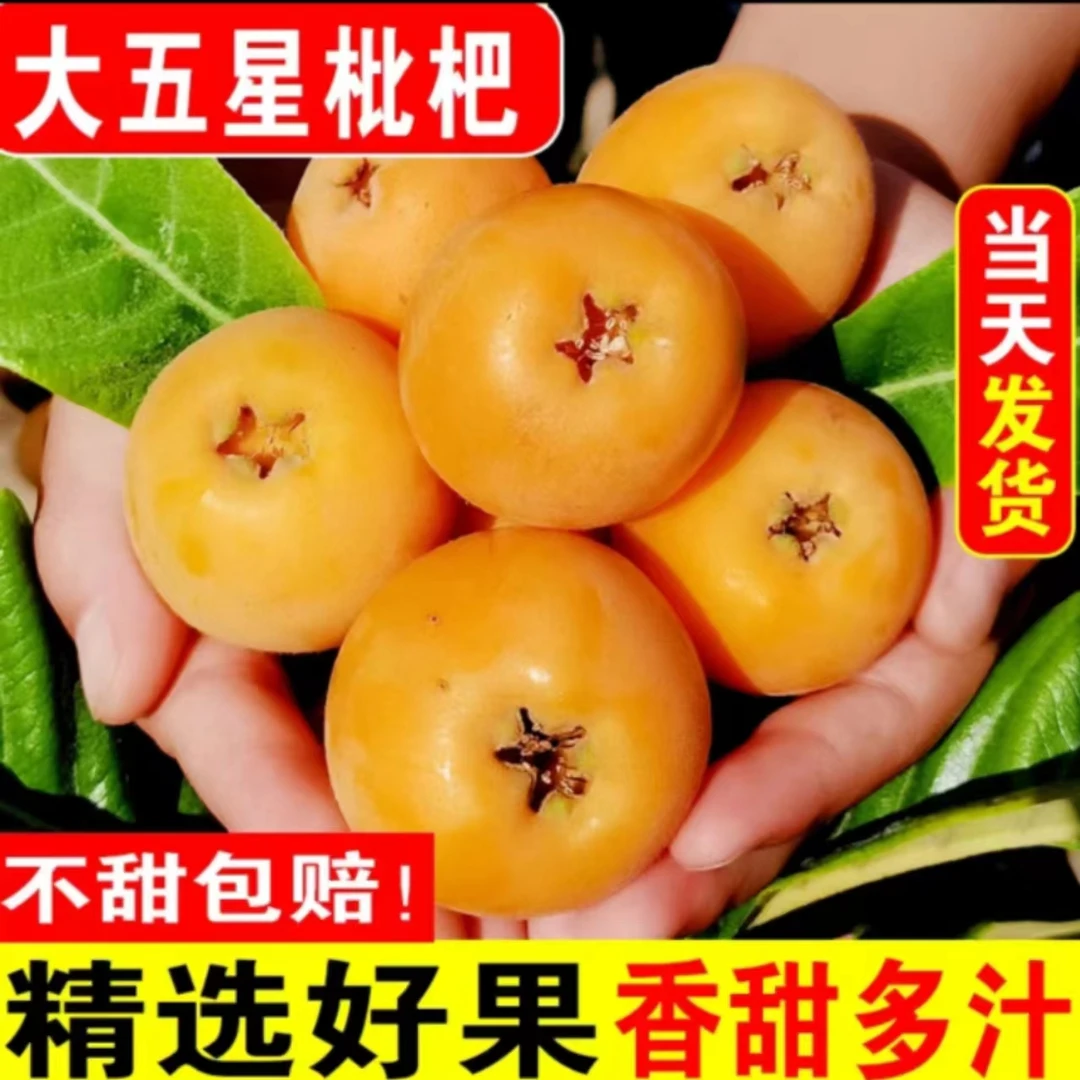 正宗四川五星枇杷，现摘现发保证新鲜保证口感。
