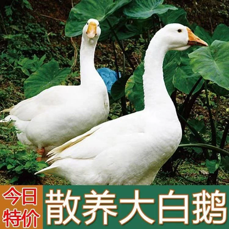 【拍1只送1只】农家散养大白鹅两只毛重16-17斤净重10斤左右带心肝